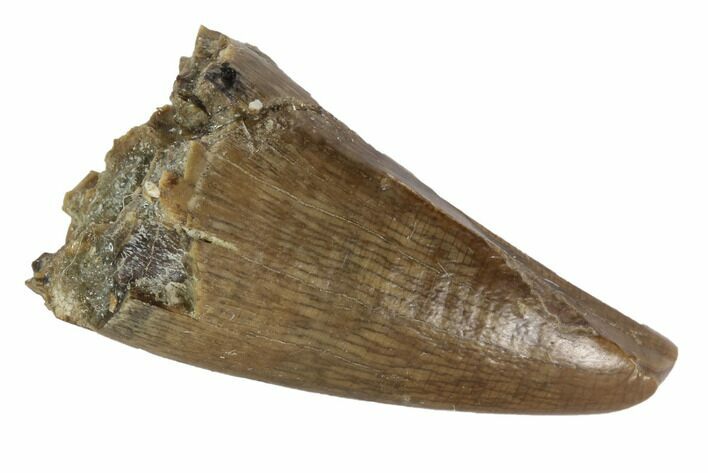 Tyrannosaur Premax Tooth - Judith River Formation, Montana #93121